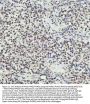 Anti-PIAS1+PIAS2+PIAS3 Rabbit Monoclonal Antibody