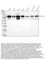 Anti-PIAS1+PIAS2+PIAS3 Rabbit Monoclonal Antibody