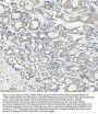 Anti-PIAS1+PIAS2+PIAS3 Rabbit Monoclonal Antibody