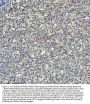 Anti-PIAS1+PIAS2+PIAS3 Rabbit Monoclonal Antibody