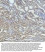 Anti-PIAS1+PIAS2+PIAS3 Rabbit Monoclonal Antibody