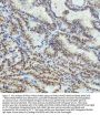 Anti-PIAS1+PIAS2+PIAS3 Rabbit Monoclonal Antibody