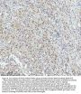 Anti-PIAS1+PIAS2+PIAS3 Rabbit Monoclonal Antibody