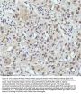 Anti-PIAS1+PIAS2+PIAS3 Rabbit Monoclonal Antibody