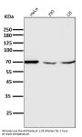 Anti-EAAT2/GLT-1/SLC1A2 Rabbit Monoclonal Antibody