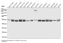 Anti-EAAT2/GLT-1/SLC1A2 Rabbit Monoclonal Antibody