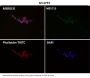 Anti-EAAT2/GLT-1/SLC1A2 Rabbit Monoclonal Antibody