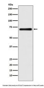 Anti-EAAT2/GLT-1/SLC1A2 Rabbit Monoclonal Antibody