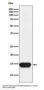 Anti-FABP3 Rabbit Monoclonal Antibody