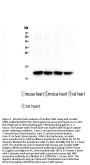 Anti-Cardiac FABP Fabp3 Antibody Picoband® (monoclonal, 6C4)