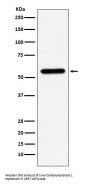 Anti-Liver Carboxylesterase 1 Monoclonal Antibody