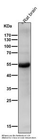 Anti-CCR3 Rabbit Monoclonal Antibody