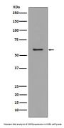 Anti-CCR3 Rabbit Monoclonal Antibody