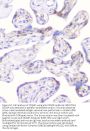 Anti-CD2AP Antibody Picoband® (monoclonal, 5F8)