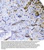 Anti-CD2AP Antibody Picoband® (monoclonal, 5F8)