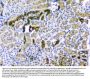 Anti-CD2AP Antibody Picoband® (monoclonal, 5F8)