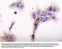 Anti-CD2AP Antibody Picoband® (monoclonal, 5F8)
