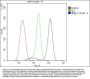Anti-CD2AP Antibody Picoband® (monoclonal, 5F8)