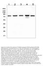 Anti-CD2AP Antibody Picoband® (monoclonal, 5F8)