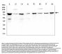Anti-CD2AP Antibody Picoband® (monoclonal, 5F8)