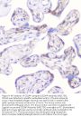Anti-CD2AP Antibody Picoband® (monoclonal, 5F8)