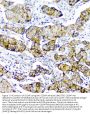 Anti-CD2AP Antibody Picoband® (monoclonal, 5F8)