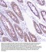 Anti-CD2AP Antibody Picoband® (monoclonal, 5F8)