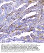 Anti-CD2AP Antibody Picoband® (monoclonal, 5F8)