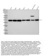 Anti-Apg3 (Atg3) Rabbit Monoclonal Antibody