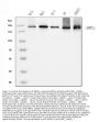 Anti-INPPL1 Antibody Picoband® (monoclonal, 8C13)