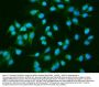Anti-INPPL1 Antibody Picoband® (monoclonal, 8C13)
