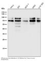 Anti-TFE3 Monoclonal Antibody