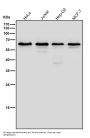Anti-hnRNP K Rabbit Monoclonal Antibody