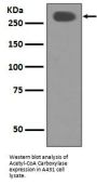 Anti-Acetyl-CoA Carboxylase Monoclonal Antibody
