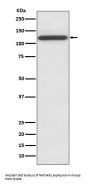 Anti-NMDAR1 GRIN1 Rabbit Monoclonal Antibody