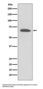 Anti-KCNA1/Kv1.1 Rabbit Monoclonal Antibody