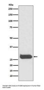 Anti-THY1/Cd90 Rabbit Monoclonal Antibody