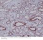 Anti-THY1/Cd90 Rabbit Monoclonal Antibody