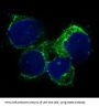 Anti-THY1/Cd90 Rabbit Monoclonal Antibody