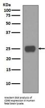 Anti-CD90 / Thy1 Rabbit Monoclonal Antibody