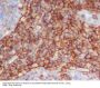 Anti-CD90 / Thy1 Rabbit Monoclonal Antibody