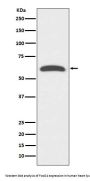 Anti-FoxO4/Afx Rabbit Monoclonal Antibody