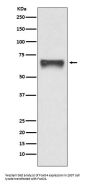 Anti-FoxO4/Afx Rabbit Monoclonal Antibody