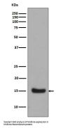 Anti-Midkine MDK Rabbit Monoclonal Antibody