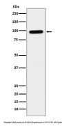 Anti-GLB1 Rabbit Monoclonal Antibody