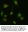 Anti-HDAC8/Histone Deacetylase 8 Rabbit Monoclonal Antibody