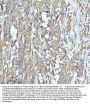 Anti-beta III Tubulin TUBB3 Rabbit Monoclonal Antibody