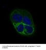 Anti-beta III Tubulin TUBB3 Rabbit Monoclonal Antibody