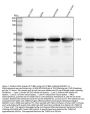 Anti-beta III Tubulin TUBB3 Rabbit Monoclonal Antibody