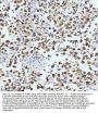 Anti-beta III Tubulin TUBB3 Rabbit Monoclonal Antibody